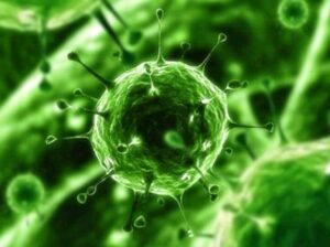 вирусы могут выполнять функцию второй иммунной системы
